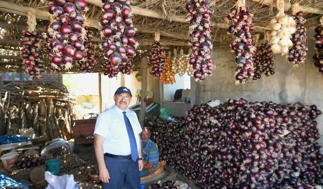 Sadece Kapıdağ’da Yetişiyor... Coğrafi İşaretli Lezzet! Vali Ustaoğlu Mor Soğan Hasadında