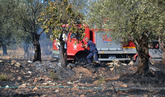 Zeytin Ağaçları Alev Aldı! Ayvalık Sahilkent’te Yangın Panik Yarattı