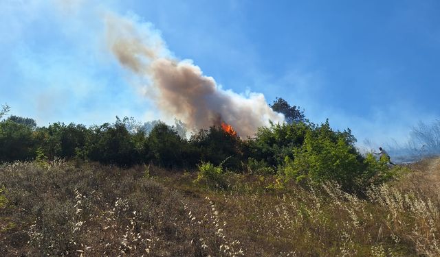 Bir Yangın Haberi de Zonguldak'tan Geldi! Alaplı Alevlere Teslim Oldu!