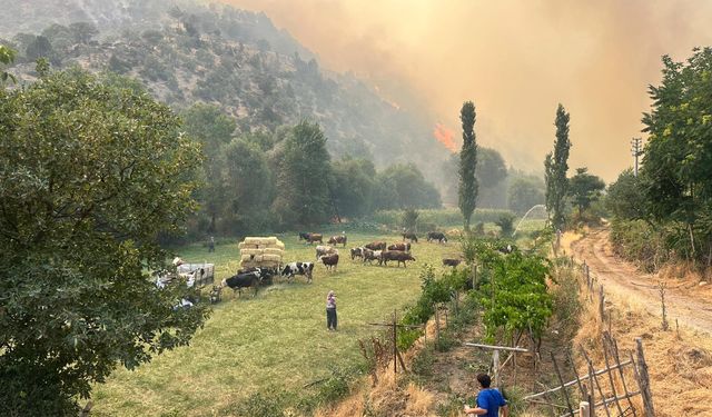 Uşak Alevlere Teslim Oldu! Sivaslı'da Orman Yangını Çıktı! Köyler Tahliye Edildi!