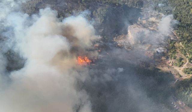 Sakarya'da Alevler Yükseldi! Hendek'te Korkutan Orman Yangını!