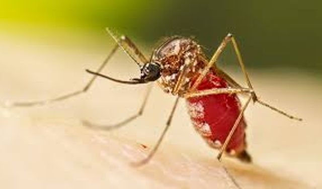 DSÖ Uyardı Chikunguya Virüsü Alarmı! Tedavi Yok, Korunma Şart!