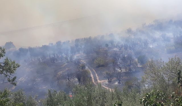 Balıkesir Savaştepe’de Orman Yangını: 10 Hektar Alan Kül Oldu, Can Kaybı Yok