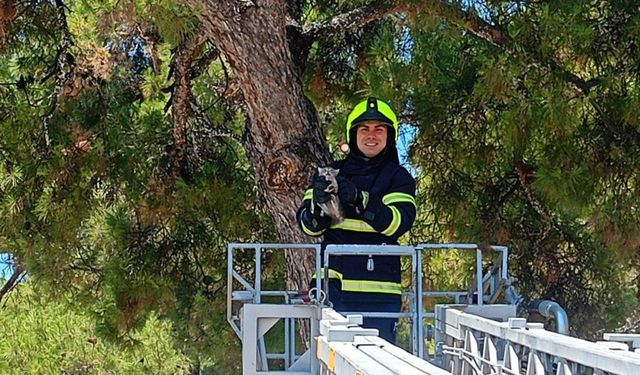 Çam Ağacında Mahsur Kalan Yavru Kedinin İmdadına Balıkesir İtfaiyesi Yetişti!