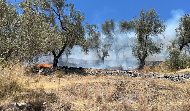 Alevler Zeytinliklere Sıçradı! Edremit’te Büyük Yangın Alarmı
