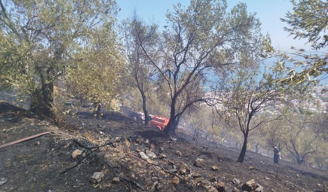 Edremit’te Alevler Söndürüldü! Zeytinlik Yangınında Kritik Müdahale