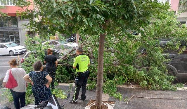 Lodos Bandırma’yı Vurdu: Caddelerde Ağaçlar Kökünden Söküldü