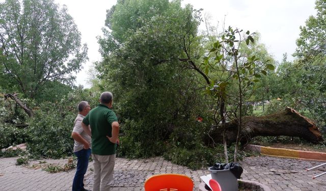 Ağaçlar Devrildi, Ekipler Seferber Oldu! Susurluk’ta Fırtına Alarmı