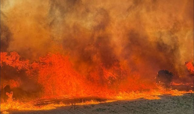 Erdek Paşalimanı Adası'nda Büyük Yangın! Rüzgar Etkili Alevler Büyüyor!