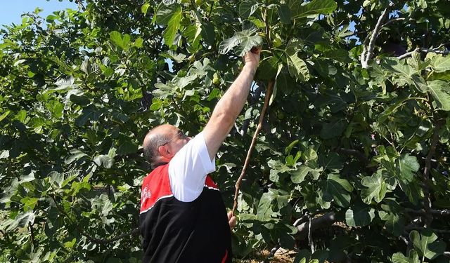 Vali Ustaoğlu, Havran’da Kara İncir Hasadına Katıldı