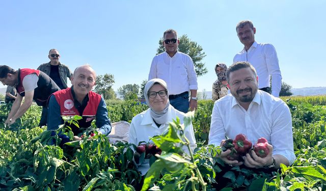 Bigadiç Çekirdekli’de Kapya Biber Hasadı Başladı