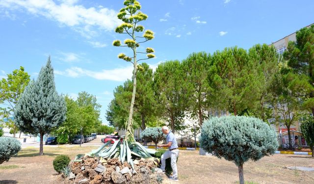 20 Yılın Ardından Görkemli Veda: Agave Bitkisi BAÜN'de Çiçek Açtı