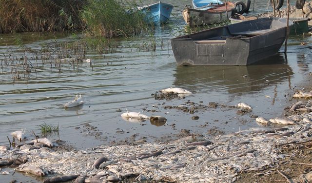 Manyas Gölü’nde Şok Eden Balık Ölümleri! Kıyılar Ölü Balıklarla Doldu