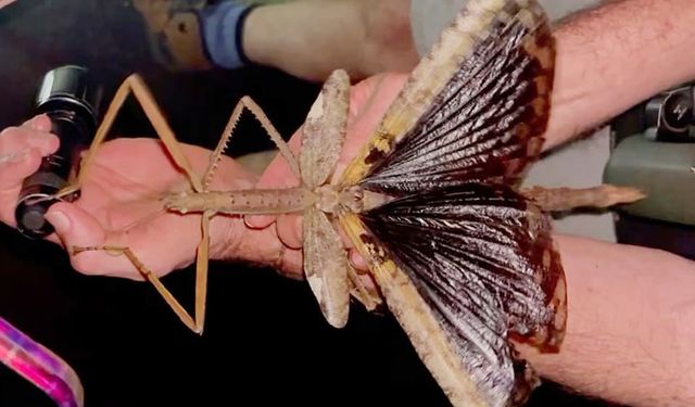 Avustralya'da Yeni Bir Böcek Türü Keşfedildi! İşte Yeni Böcek Türü Acrophylla Alta: