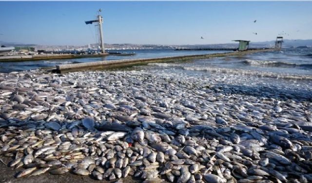 Körfez'deki balık ölümlerinin sebebi ortaya çıktı