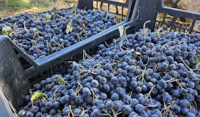 Sındırgı’da 2’nci Aronya Hasat Şenliği Gerçekleştirildi