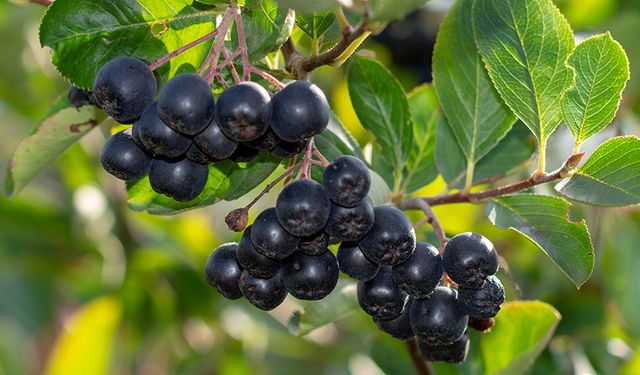 Aronya Nedir? Aronya Meyvesinin Faydaları Nelerdir? Kansere İyi Gelen Mucizevi Meyve!