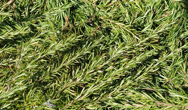 Sındırgı’da Biberiye Hasadı Başladı: Fiyatlar Rekor Kırdı!