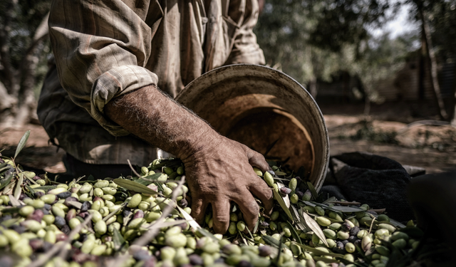 Kuraklık Zeytini Vurdu: Verim ve Kalite Alarm Veriyor