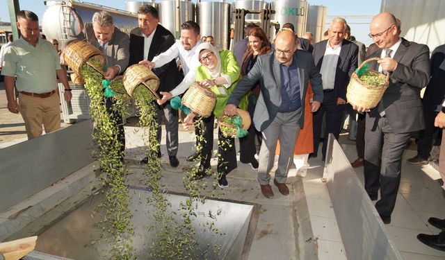 Ayvalık’ta Yılın İlk Zeytin Hasadı