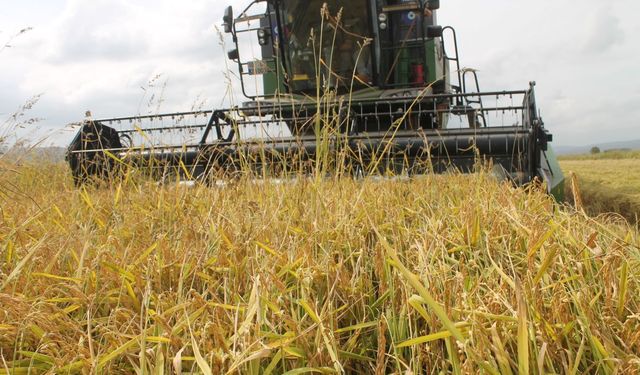 Manyas’ta Çeltik Hasadı Başladı: Üreticinin Yüzü Gülüyor