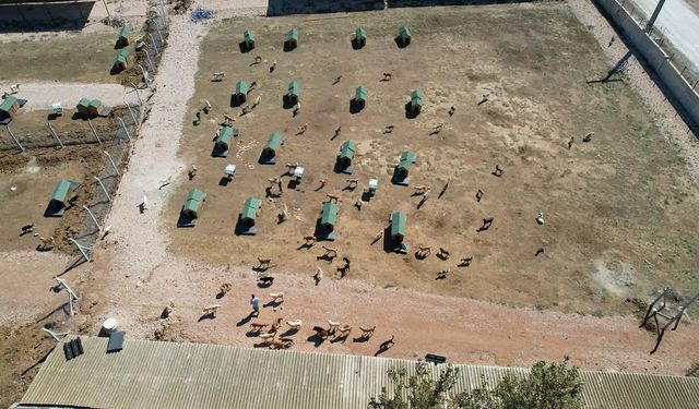Bandırma Belediyesi’nden Sokak Hayvanları İçin Kararlı Adım