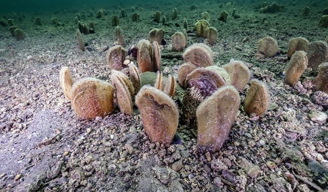 Pina-İz ve Çayır-İz projelerinde bir yıl geride kaldı