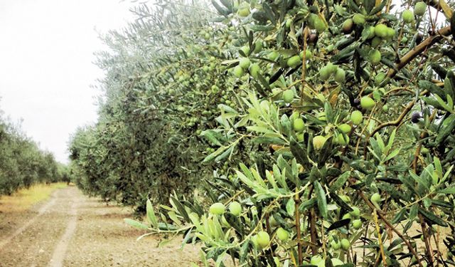 Tütünden Zeytine, Zeytinden Festivale: Akhisar’ın Dönüşüm Hikâyesi