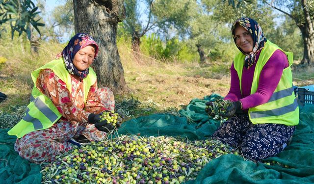 Burhaniye Belediyesi zeytin hasadına başladı