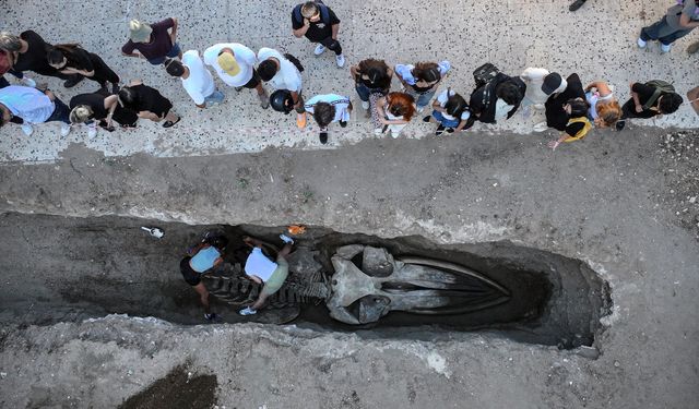 Dev balina iskeleti müzede sergilenecek