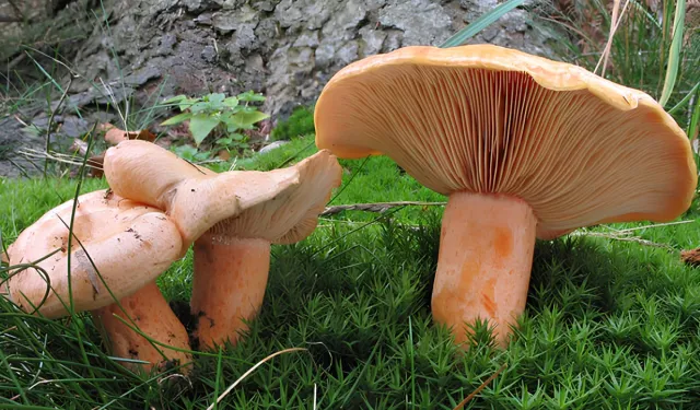 Mantar Severlere Müjde! Mevsimi Geldi! Kanlıca Mantarı Nerelerde Bulunur? Nasıl Toplanır? Nasıl Pişirilir?