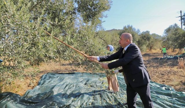 Edremit Belediyesi Zeytinliklerinde Yeni Sezon Hasadı Başladı