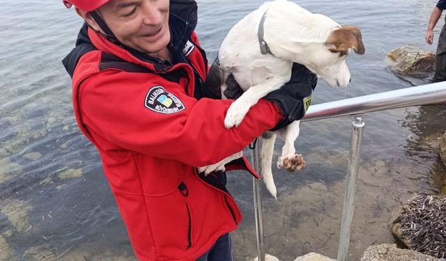 Burhaniye’de Sahilde Kayalıklara Sıkışan Köpeği İtfaiye Ekipleri Kurtardı