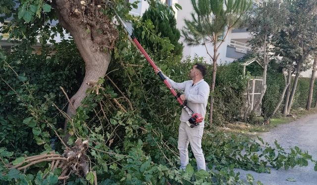 Edremit'te Ağaçlara Mevsimsel Bakım: Budama Çalışmaları Aralıksız Sürüyor