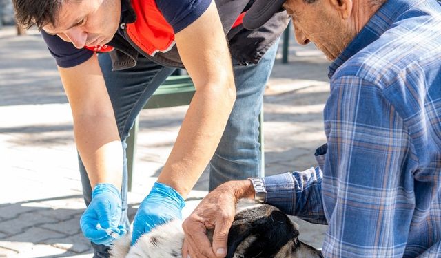 Ayvalık’ta Kuduz Uyarısı: “Evcil Hayvanlarınızın Aşılarını İhmal Etmeyin”