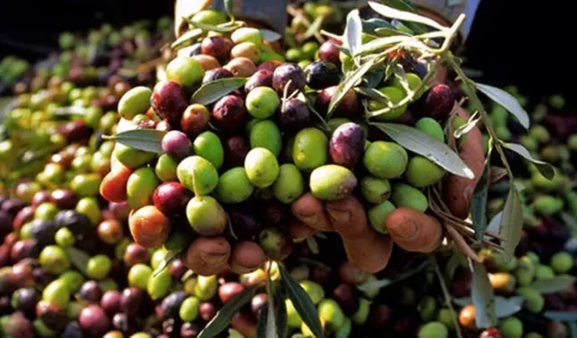 Ayvalık'ta Zeytin ve Turizm Buluşması: 20. Ayvalık Zeytin, Hasat ve Turizm Festivali Başlıyor!