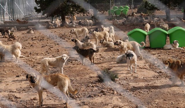 Sokak canları politik şovların değil vicdanın konusu