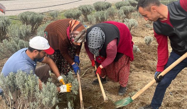 Bigadiç Belediyesi’nden Lavanta Bakımı ve Yıkım Çalışmaları