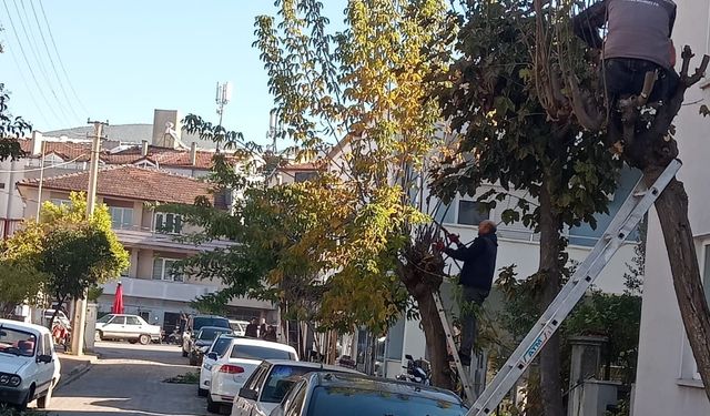 Bigadiç’te Ağaç Budama Çalışmalarıyla Kent Estetiği Korunuyor