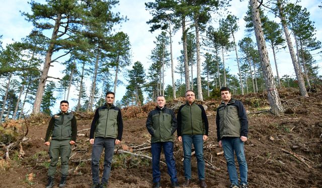 Balıkesir’de Karaçam Ormanlarında Gençleştirme Çalışmaları Sürüyor