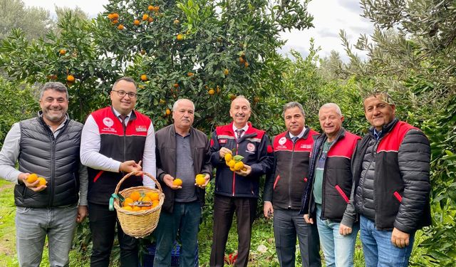 Balıkesir’de Coğrafi İşaretli Havran Mandalinasında Hasat Başladı