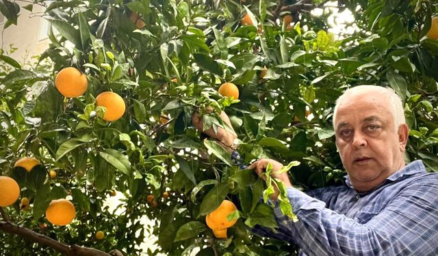 Dalında 50 kuruş, rafında 60 lira! Bu fiyat uçurumu kime yarıyor?