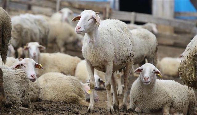 Aşı ve Küpeleme Desteği Başlıyor: Üreticiye Yeni Destek Paketi Resmî Gazete’de