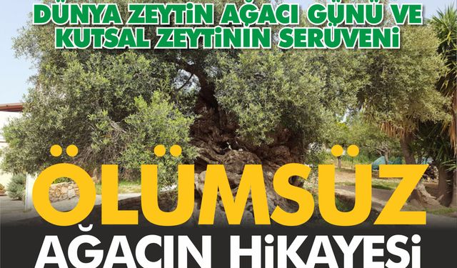 ÖLÜMSÜZ AĞACIN HİKÂYESİ: DÜNYA ZEYTİN AĞACI GÜNÜ VE KUTSAL ZEYTİNİN SERÜVENİ