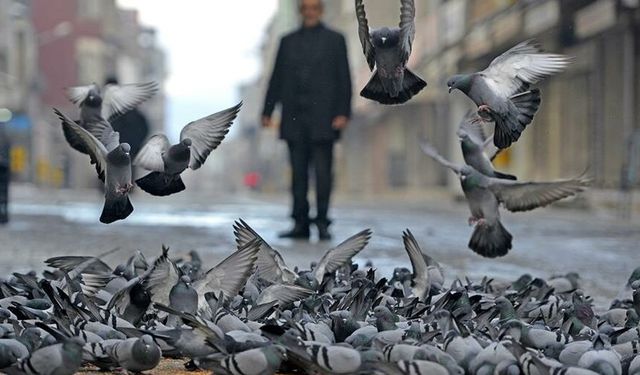 Güvercinler Sevgiden Ölür mü?