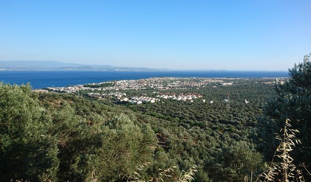 Edremit Zeytinyağına Kaz Dağı rüzgarının etkisi