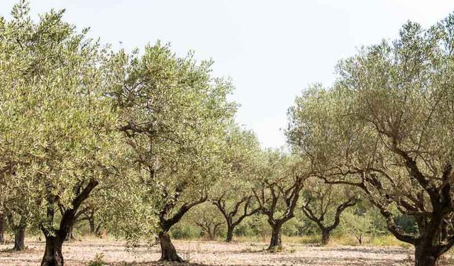 ÖLÜMSÜZ AĞACIN HİKÂYESİ: DÜNYA ZEYTİN AĞACI GÜNÜ VE KUTSAL ZEYTİNİN SERÜVENİ