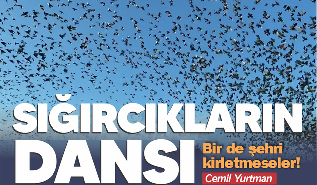 Sığırcıkların gözyüzü dansı! Bir de şehri kirletmeseler...