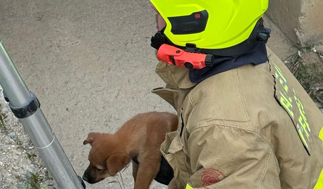 Balıkesir Erdek’te Yürekleri Isıtan Kurtarma! Kanala Düşen Köpek Yavruları Kurtarıldı!