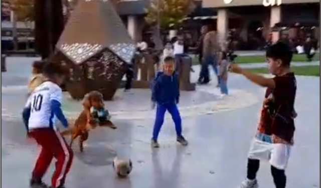 Balıkesir’de yazdan kalma günlerde neşeli anlar: Akıllı köpek çocukların oyun arkadaşı oldu